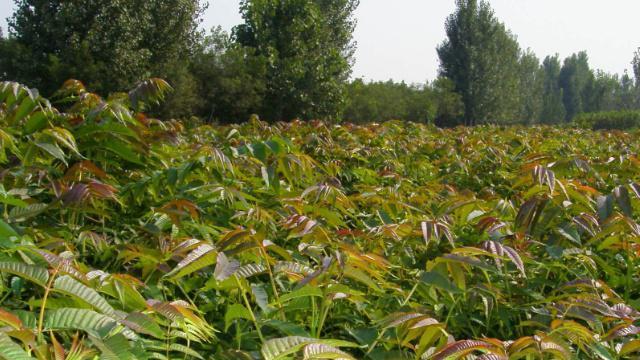 家里种香椿树好不好？家里种植香椿树的优缺点是什么？