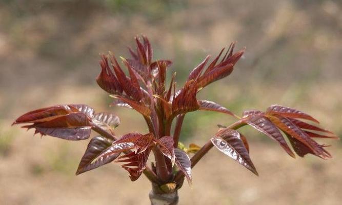 家里种香椿树好不好？家里种植香椿树的优缺点是什么？