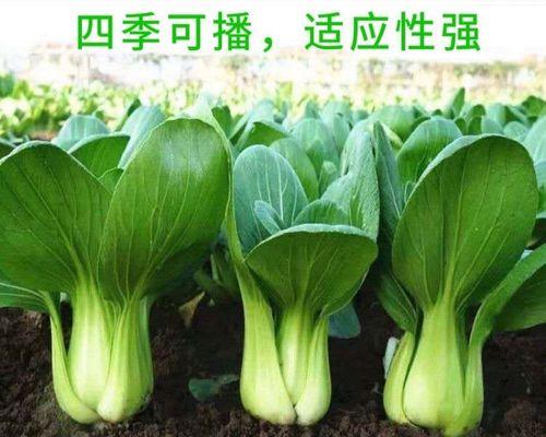 阳台种植小白菜的时间和方法是什么？阳台种小白菜需要注意什么？