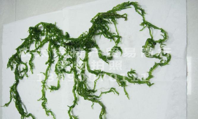 龙须菜是藻类植物吗？龙须菜的植物分类是什么？