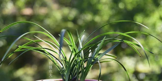 兰花属于什么植物类型？兰花的植物分类是什么？