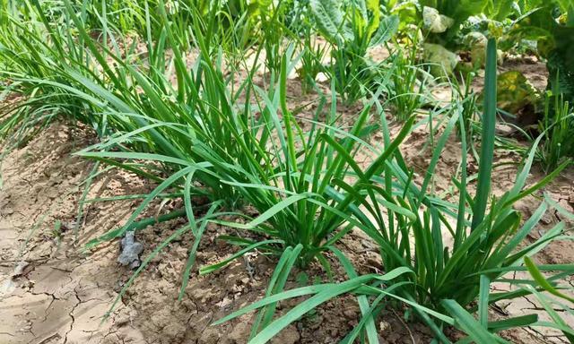 韭菜什么季节种植合适？韭菜的最佳种植时间和季节是什么？