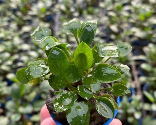 圆叶植物有哪些？常见的圆叶植物有哪些？