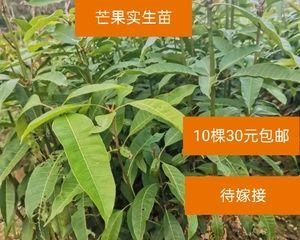 芒果树用什么肥料最好？芒果树施肥方法和注意事项是什么？