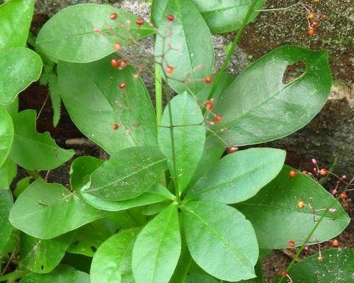 人参什么时候开花？人参的花期和开花时间是什么时候？