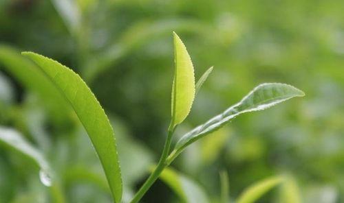 普洱茶是什么树的叶子？普洱茶的制作原料是什么？