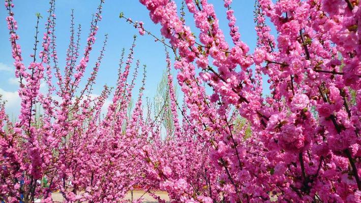 榆叶梅花期是什么时候？榆叶梅的花期和开花时间是什么时候？