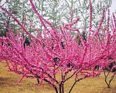 榆叶梅花期是什么时候？榆叶梅的花期和开花时间是什么时候？