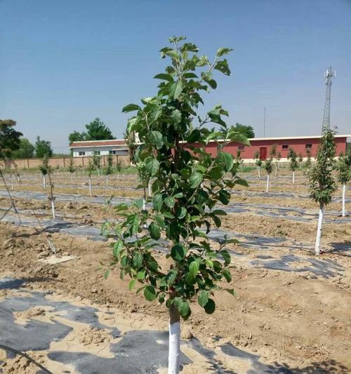 盐碱地适合种什么蔬菜？盐碱地种植蔬菜的方法和注意事项是什么？