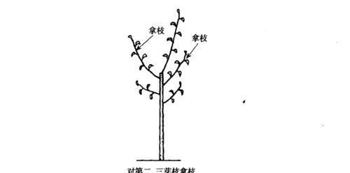 幸福树怎么剪枝？幸福树修剪方法和注意事项是什么？