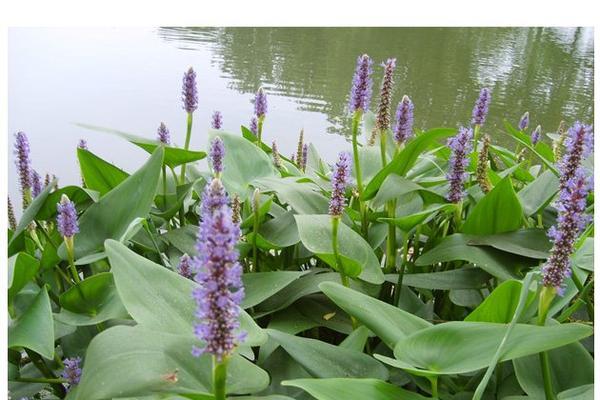 空心菜是水生植物吗？空心菜的植物分类是什么？