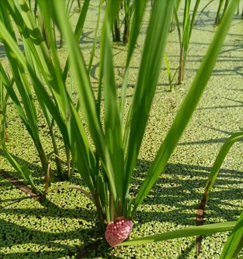 空心菜是水生植物吗？空心菜的植物分类是什么？