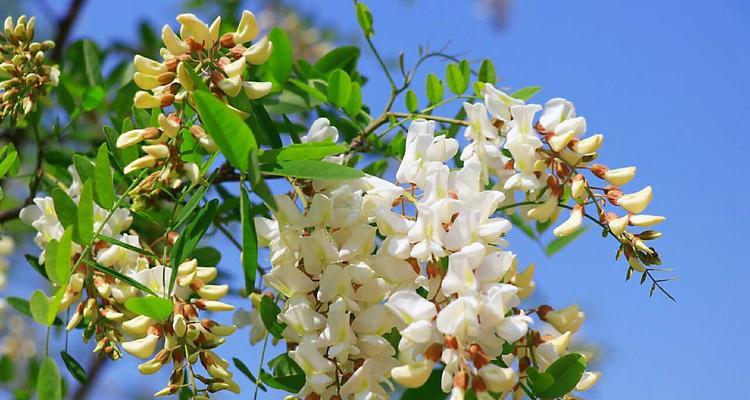 槐树花花期是什么时候？槐树花的花期和开花时间是什么时候？