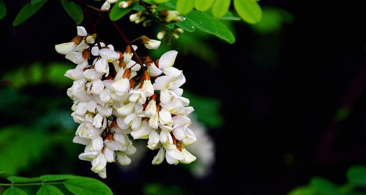 槐树花花期是什么时候？槐树花的花期和开花时间是什么时候？