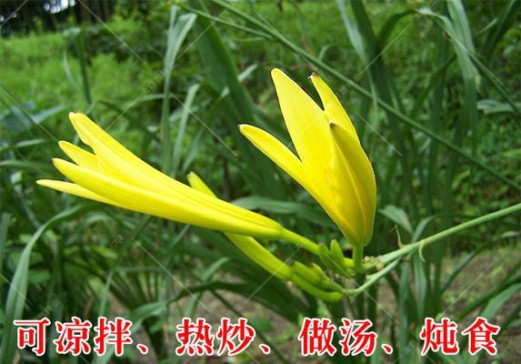 黄花菜有种子吗？黄花菜的繁殖方法是什么？