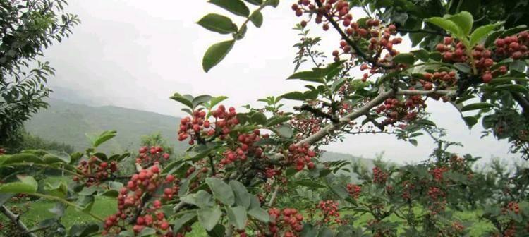 花椒的生长周期是多长时间？花椒的生长过程是怎样的？