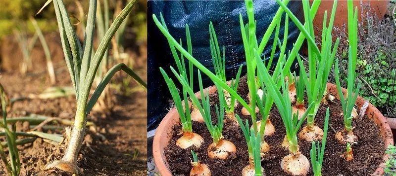 大蒜种植时间和收获时间是什么？大蒜的种植周期和收获时间有多久？