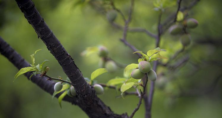 梅花树会结果实吗？梅花树的果实是什么样的？