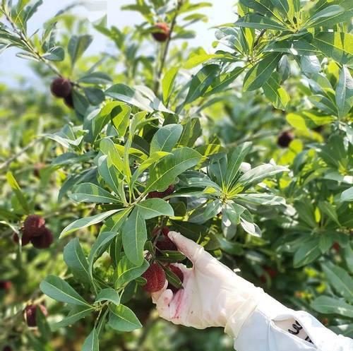 杨梅几年结果实？杨梅种植多久才能开花挂果？