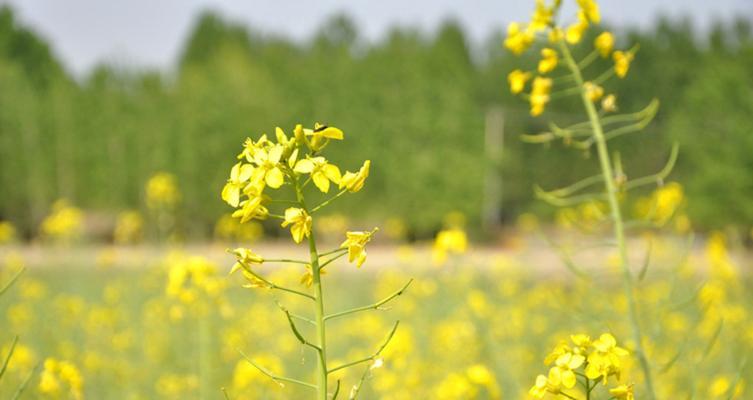 油菜长什么样子？油菜的外观特征和形态描述是什么？