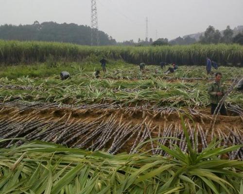 甘蔗产地在哪里？甘蔗的主要产地是哪里？