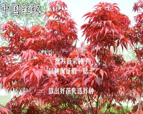 红枫种子什么时候种植最好？红枫种子最佳播种时间是什么时候？