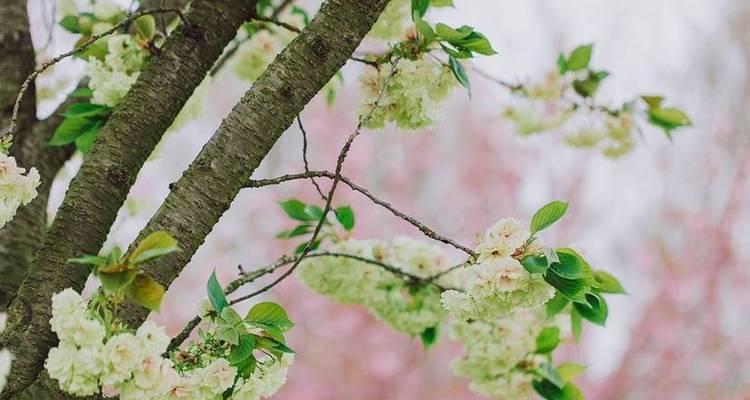 樱花的花期是什么时候？樱花的花期和开花时间是什么时候？