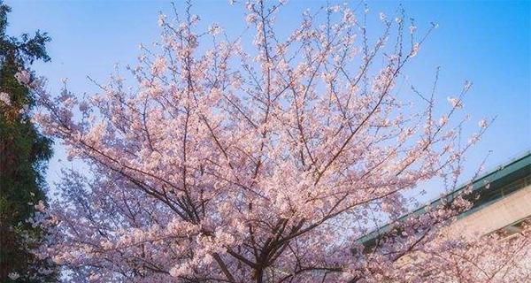 樱花的花期是什么时候？樱花的花期和开花时间是什么时候？