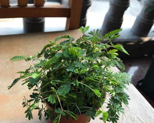 含羞草用多大的盆合适？含羞草盆栽容器选择和种植方法是什么？