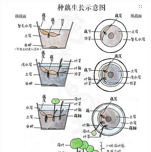 佛珠上盆时间是什么时候？佛珠上盆后的养护方法是什么？