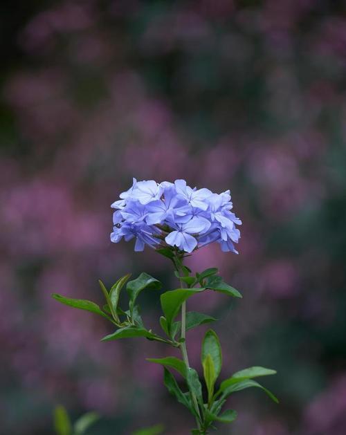 初冬季节种什么花合适？初冬季节适合种植的花卉有哪些？