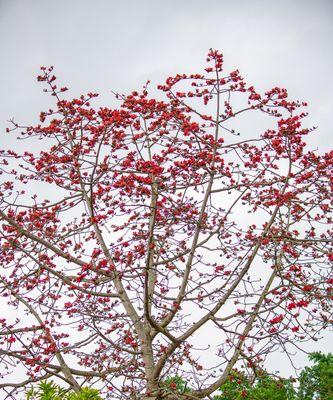 棉花的花语是什么？棉花的象征意义是什么？