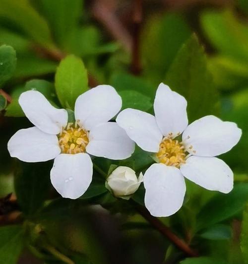 什么花的花语是新的开始？新的开始花语的花有哪些？