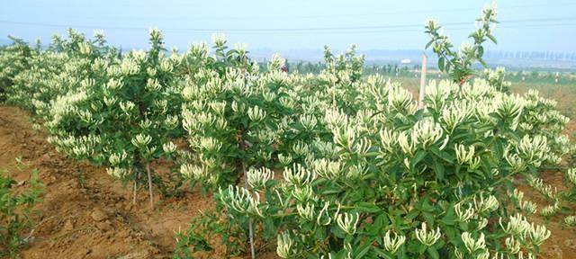 金银花属于什么植物类型？金银花的植物分类是什么？