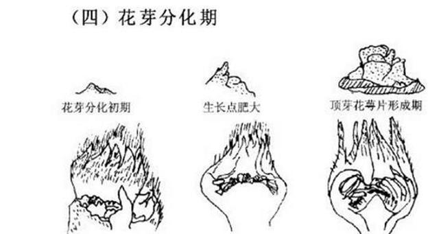 草花怎么留种子？草花收集种子方法和注意事项是什么？