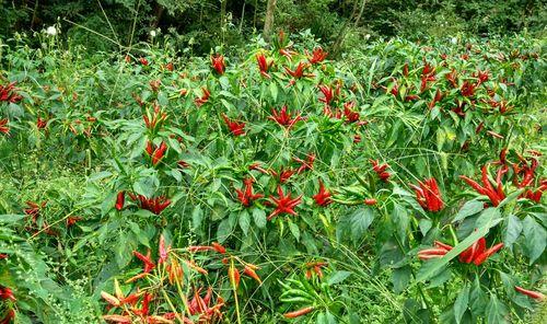 小米辣什么季节种植合适？小米辣的最佳种植时间和季节是什么？