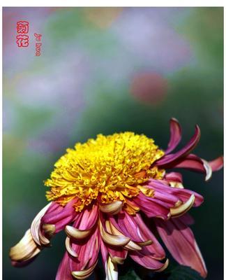 菊花代表什么生肖？菊花的象征意义和生肖属性是什么？