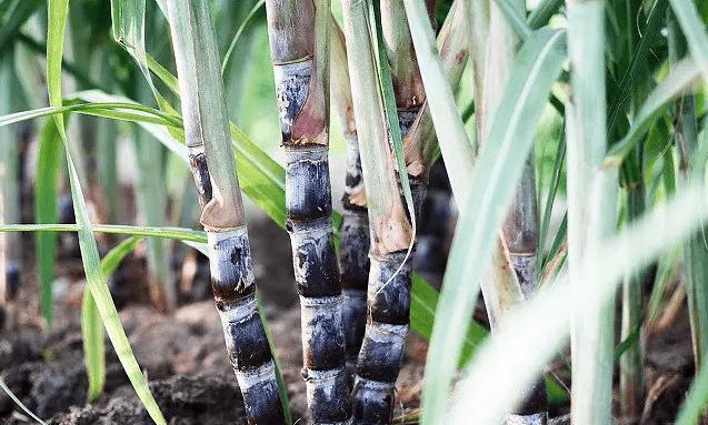 甘蔗是什么根系的植物？甘蔗的根系特点是什么？