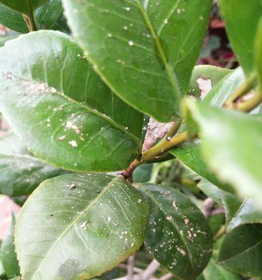 茶花病虫害怎么防治？茶花病虫害防治技术和方法有哪些？