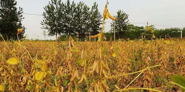 黄豆什么季节种植合适？黄豆最佳种植时间是什么时候？