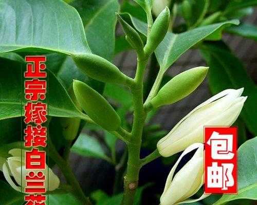 家里养白兰花风水好吗？白兰花盆栽的风水作用是什么？