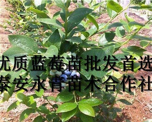 蓝莓用什么肥料？蓝莓施肥方法和注意事项是什么？