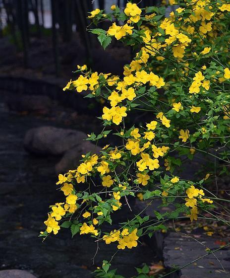 棠棣花象征着什么？如何理解棠棣花的深层含义？