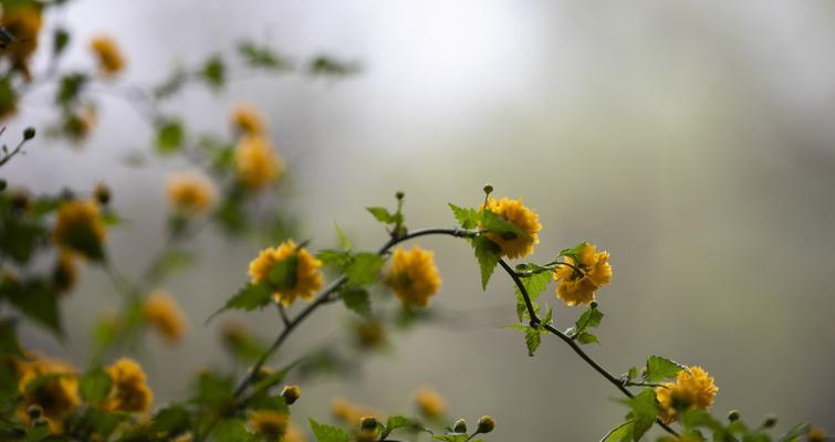 棠棣花象征着什么？如何理解棠棣花的深层含义？