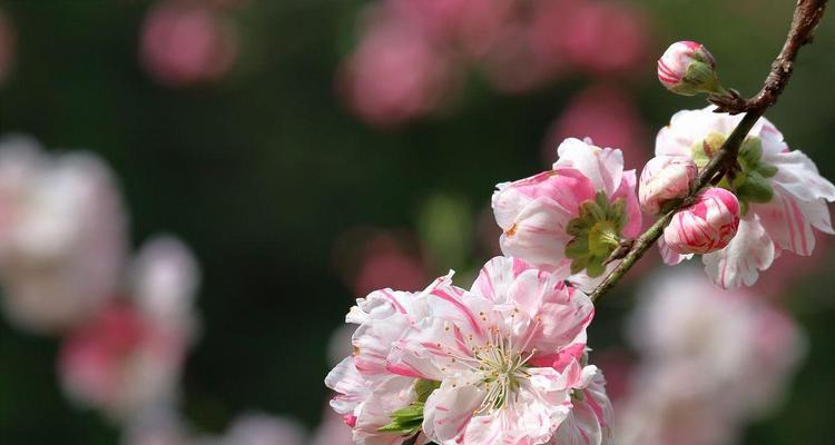 桃花的花语是什么？桃花象征着什么意义？