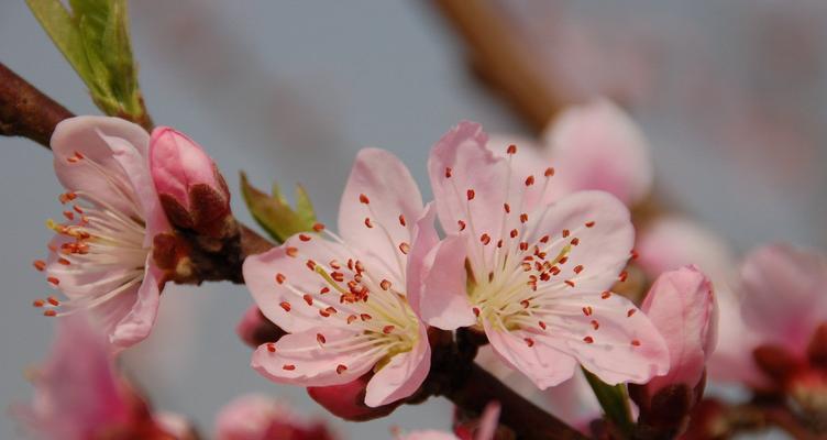 桃花的花语是什么？如何用桃花表达爱意？