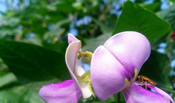 西兰花花语是什么？西兰花寓意有哪些含义？