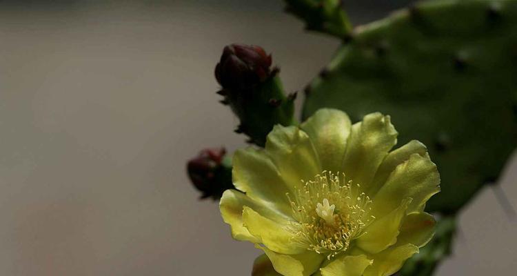 仙人掌花的花语是什么？如何正确解读仙人掌花的含义？