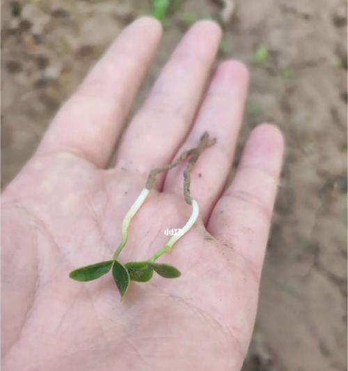 草莓种子怎么催芽？催芽步骤与技巧有哪些？