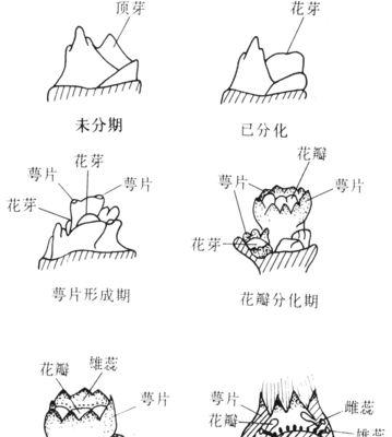 草莓种子发芽需要多长时间？如何加速发芽过程？